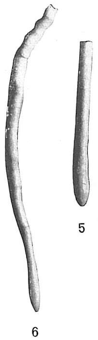 Image of Hyperammina laevigata Wright 1891