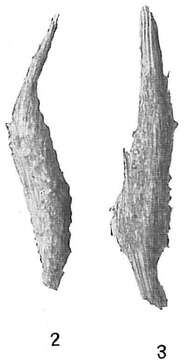 Image of Marsipella elongata Norman 1878