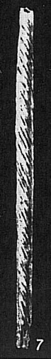 Image of Marsipella spiralis Heron-Allen & Earland 1912