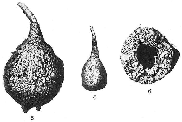 Plancia ëd Pelosina rotundata Brady 1879