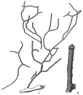 Image of Psammatodendron arborescens Norman ex Brady 1881