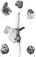 Image of Psammosphaera Schulze 1875