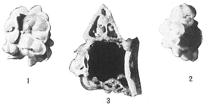 Image of Psammosphaera testacea Flint 1899