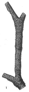 Image de Rhabdammina irregularis Carpenter 1869