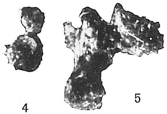 Image of Sorosphaera Brady 1879