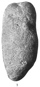 Image of Storthosphaera elongata Cushman 1918
