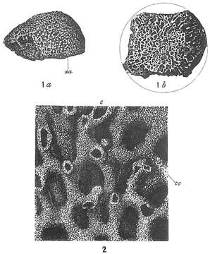 Image of Syringammina fragilissima Brady 1883