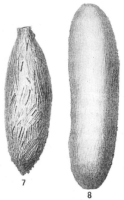 Image of Technitella legumen Norman 1878