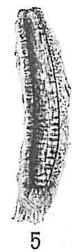 Image of Technitella legumen Norman 1878