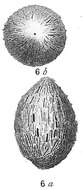 Image of Technitella melo Norman 1878