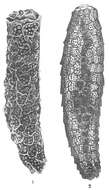 Image of Technitella thompsoni Heron-Allen & Earland 1909