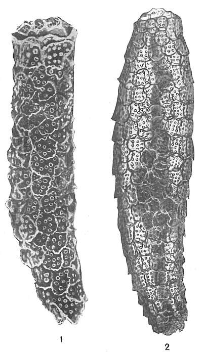 Image of Technitella thompsoni Heron-Allen & Earland 1909
