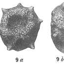 Image de Thurammina compressa Brady 1879