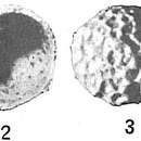 Image de Thurammina favosa Flint 1899