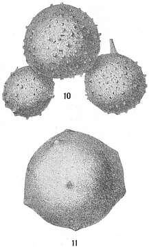 Image of Thurammina papillata Brady 1879