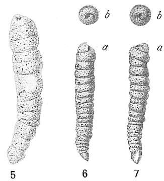 Image of Turritellella shoneana (Siddall 1878)