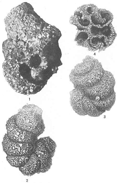 Image of Turritellella spectabilis (Brady 1881)