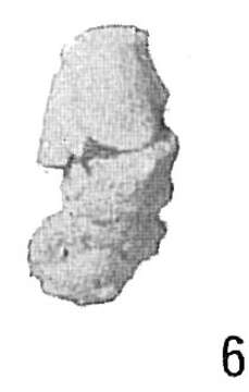 Image of Ammobaculites reophaciformis Cushman 1910