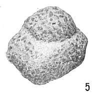Image of Ammosphaeroidina sphaeroidiniformis (Brady 1884)