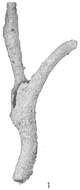 Image of Aschemonella ramuliformis Brady 1884