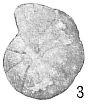 Image of Cyclammina bradyi Cushman 1910