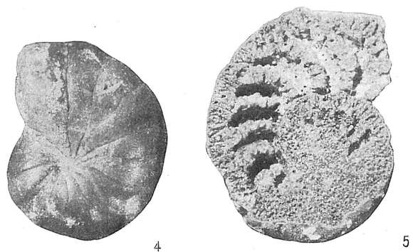 Image of Cyclammina cancellata Brady 1879