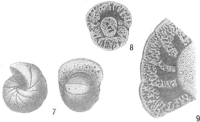 Image de Cyclammina orbicularis Brady 1881