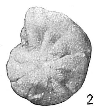 Image of Cyclammina bradyi Cushman 1910