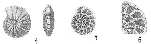 Image of Cyclammina pusilla Brady 1881