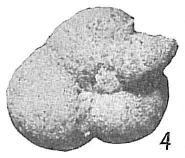 Image of Globotextularia anceps (Brady 1884)