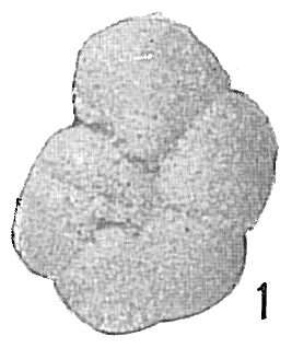 Image de Haplophragmoides canariensis (d'Orbigny 1839)