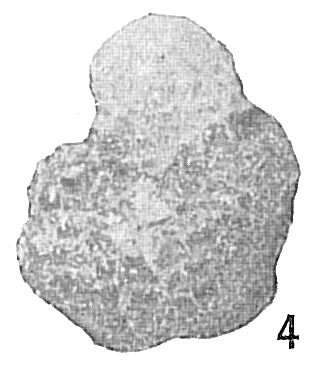 Image of Haplophragmoides emaciatus (Brady 1884)