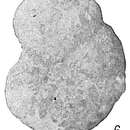 Imagem de Haplophragmoides major Cushman 1920