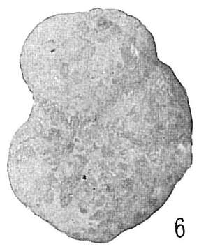 Image de Haplophragmoides major Cushman 1920