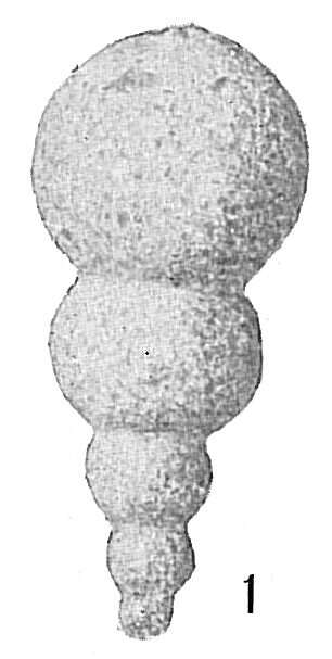 Image of Hormosina globulifera Brady 1879