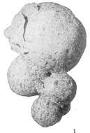 Image of Hormosina normani (Brady 1881)