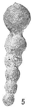 Image of Hormosina ovaliformis Cushman 1910