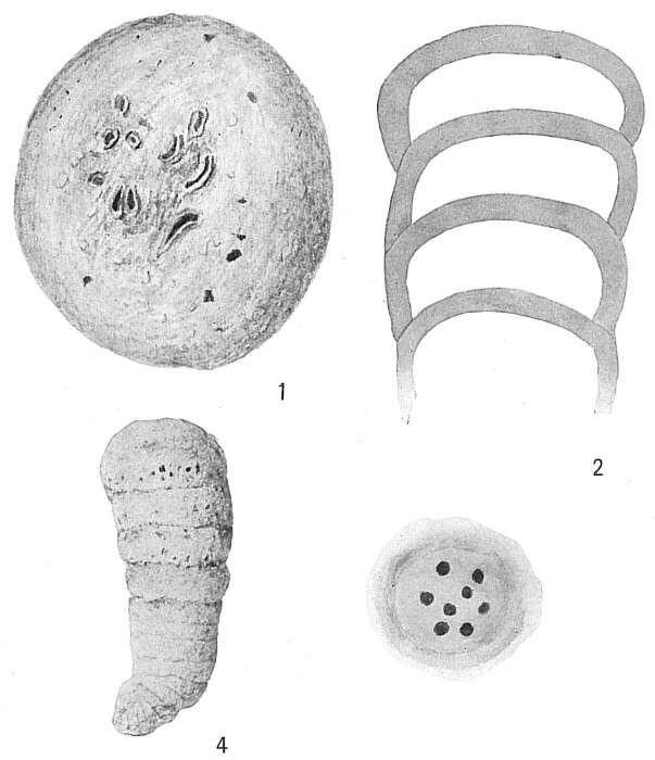 Image of Lituola mexicana Cushman 1920