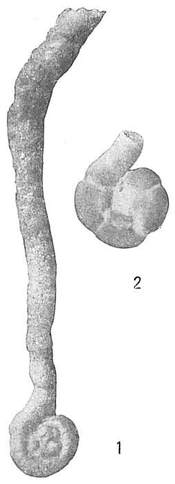 Image of Lituotuba lituiformis (Brady 1879)