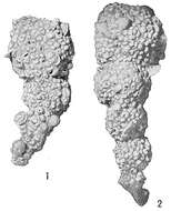 Image de Reophax agglutinatus subsp. glomeratus Cushman 1920