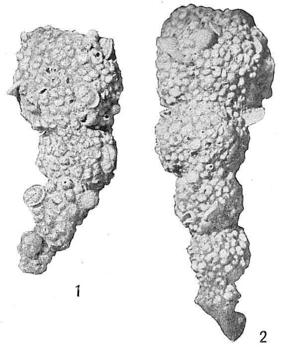 Image de Reophax agglutinatus subsp. glomeratus Cushman 1920