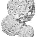 Image of Reophax agglutinatus subsp. glomeratus Cushman 1920