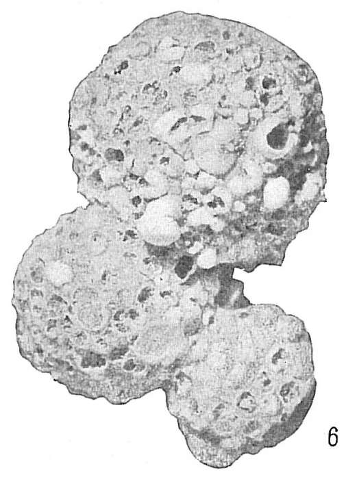 Image de Reophax agglutinatus subsp. glomeratus Cushman 1920