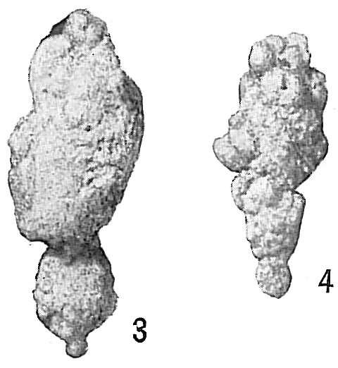 Image of Reophax bilocularis Flint 1899