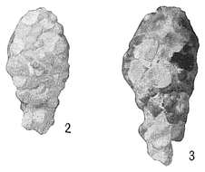 Image of Reophax curtus Cushman 1920