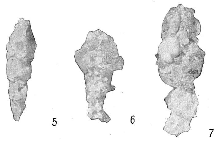 صورة Reophax scorpiurus Montfort 1808