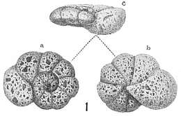 Image of Trochammina nana (Brady 1881)