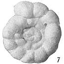 Image of Trochamminoides proteus (Karrer 1866)