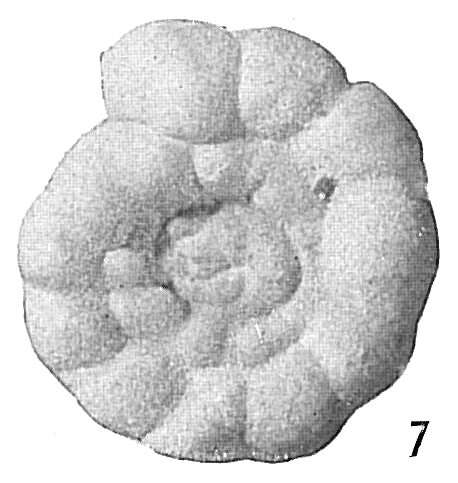 Image of Trochamminoides Cushman 1910