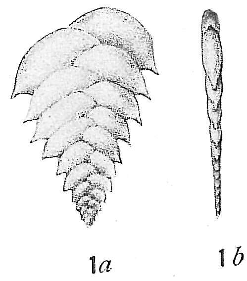 Image de Bolivina difformis (Williamson 1858)